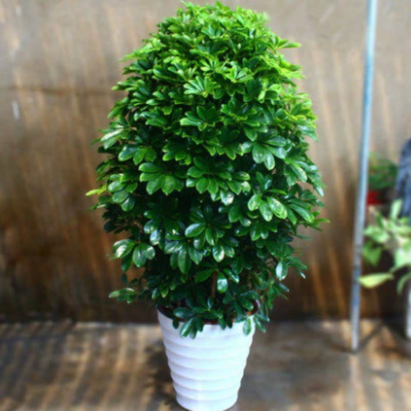 鸭脚木盆栽植物室内大型招财树客厅八方来财净化空气绿植鸭掌
