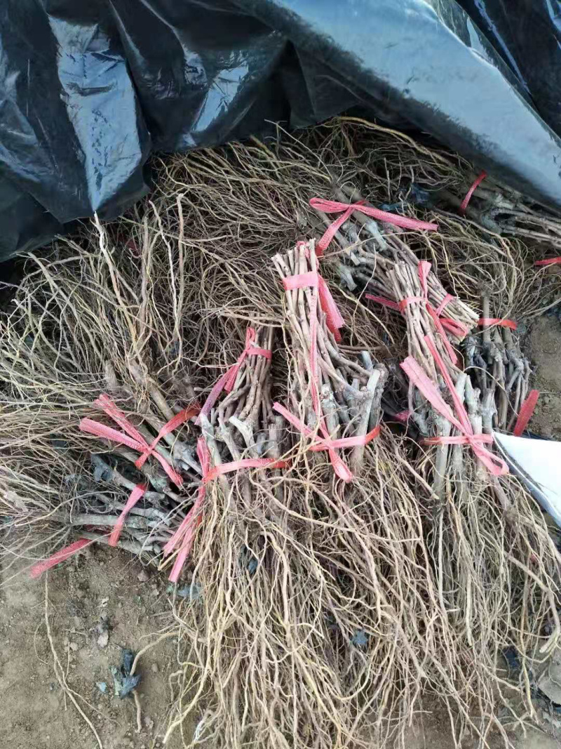 挂树一个月的品种克伦生葡萄苗货量充足产地直发