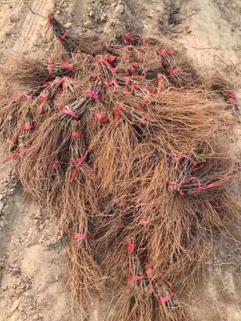 挂树一个月的品种克伦生葡萄苗货量充足产地直发