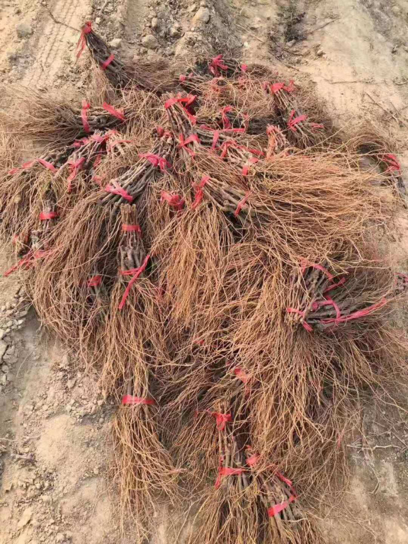 挂树一个月的品种克伦生葡萄苗货量充足产地直发