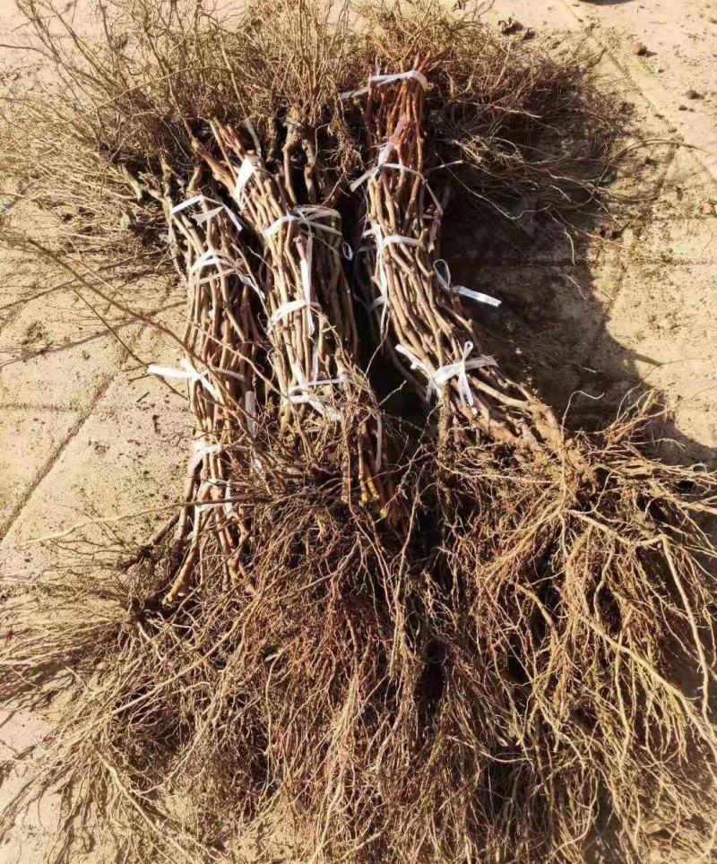 挂树一个月的品种克伦生葡萄苗货量充足产地直发