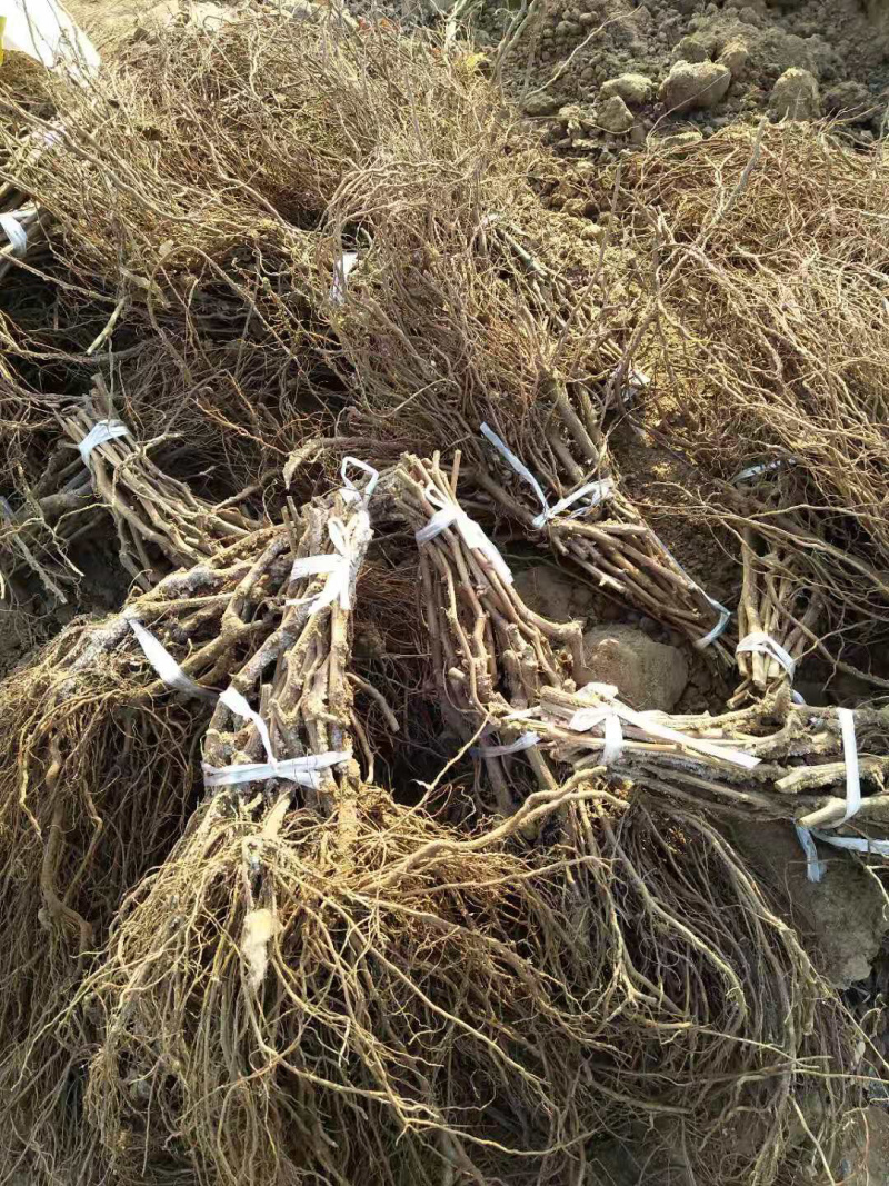 挂树一个月的品种克伦生葡萄苗货量充足产地直发