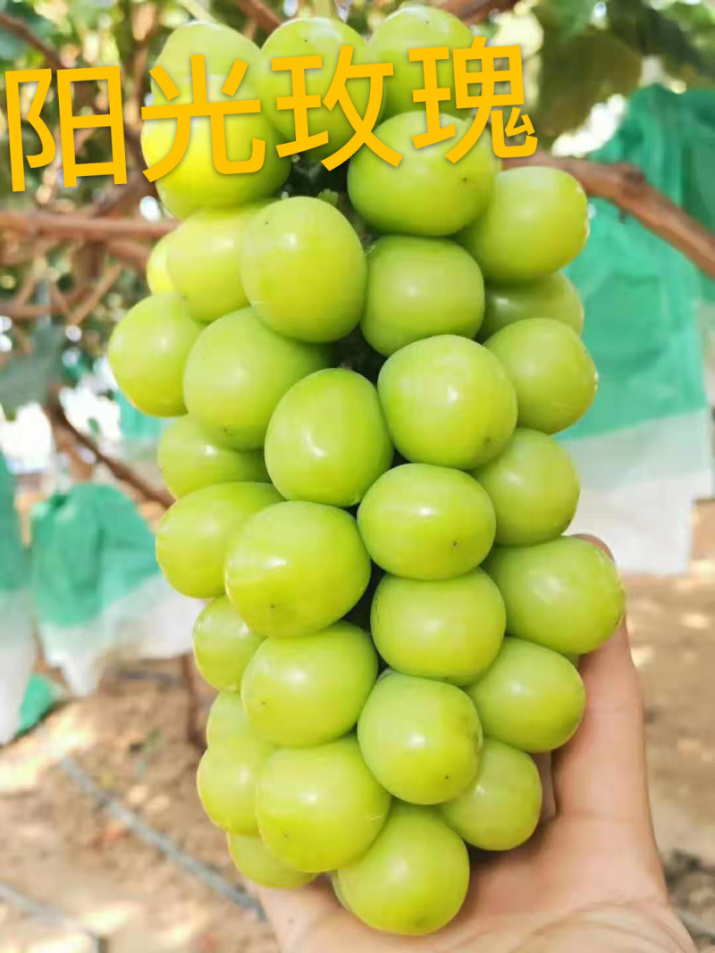 闭着眼选阳光玫瑰葡萄苗优质商家提供技术成活率高
