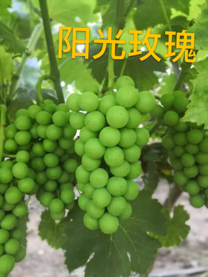 闭着眼选阳光玫瑰葡萄苗优质商家提供技术成活率高