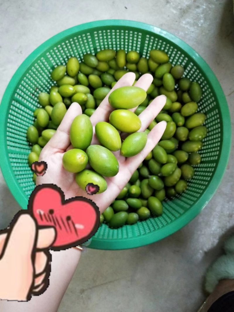 潮汕金灶土特产纳种橄榄特级纳种