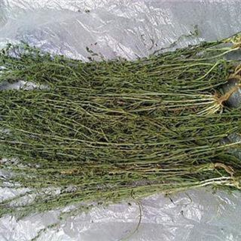 白蕊草产地直供支持线上交易可搭配多品种采购大货联系