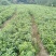 香樟2年苗1--------10