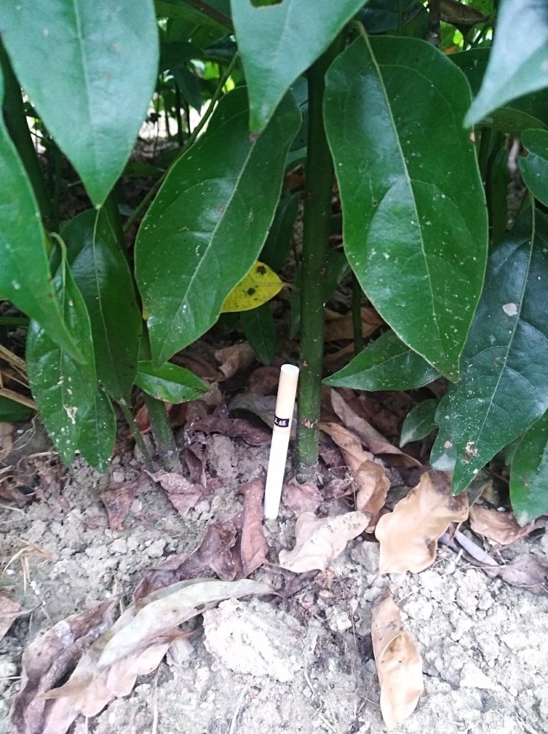 香樟2年苗1--------10