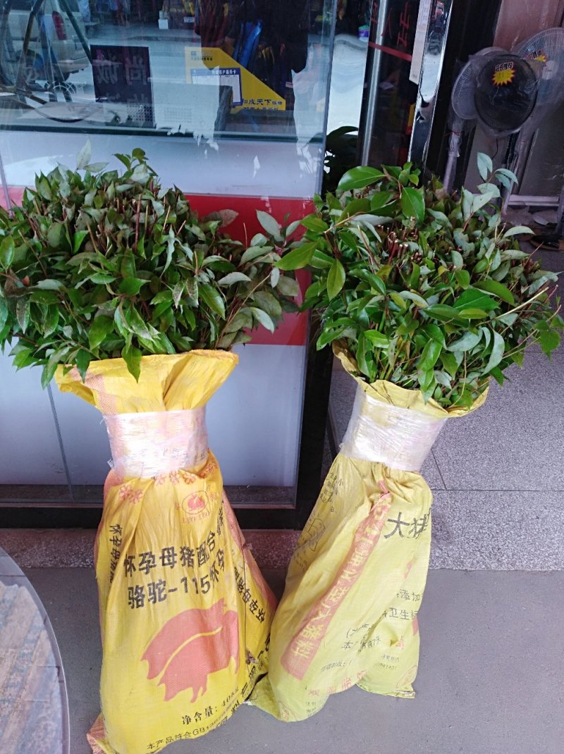 香樟2年苗1--------10