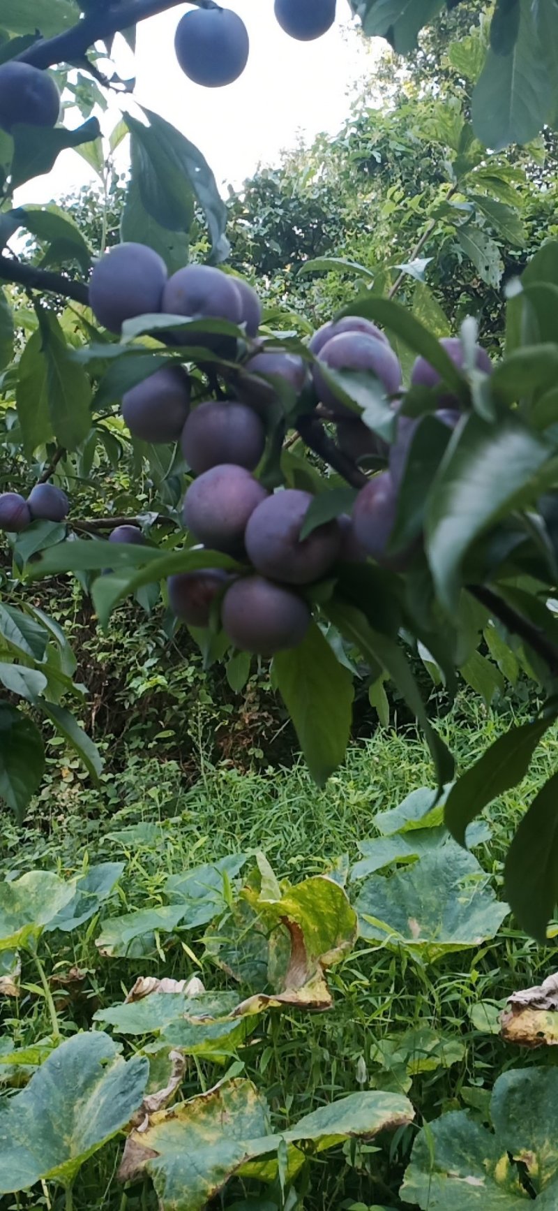 脆红李苗晚熟。脆甜，现挖现发，保湿发货，提供技术支持！