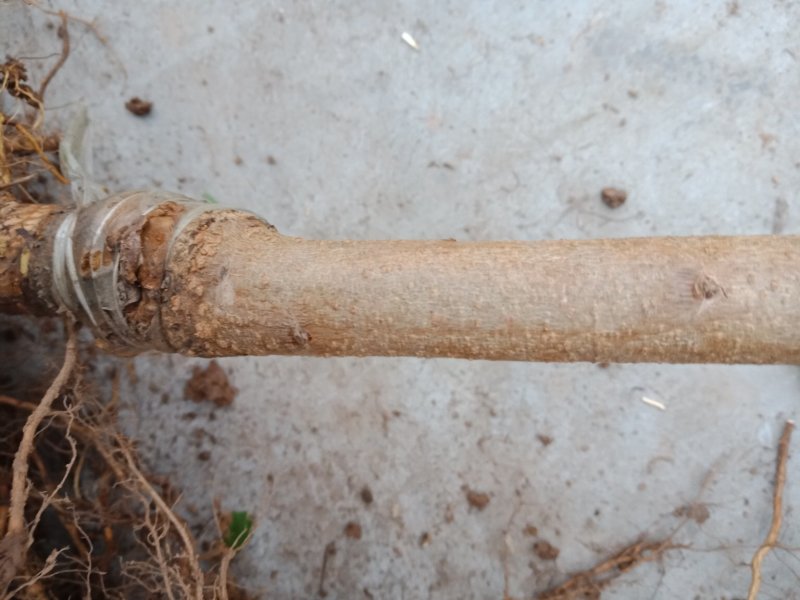 青脆李子苗一手货源，自产自销包品种量大从优，
