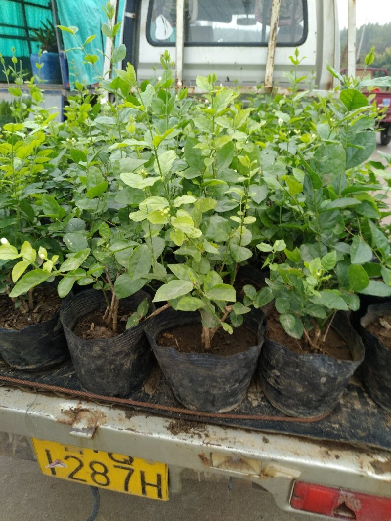 【品质保证】茉莉花盆栽家养净化空气南北适种包成活死苗补发