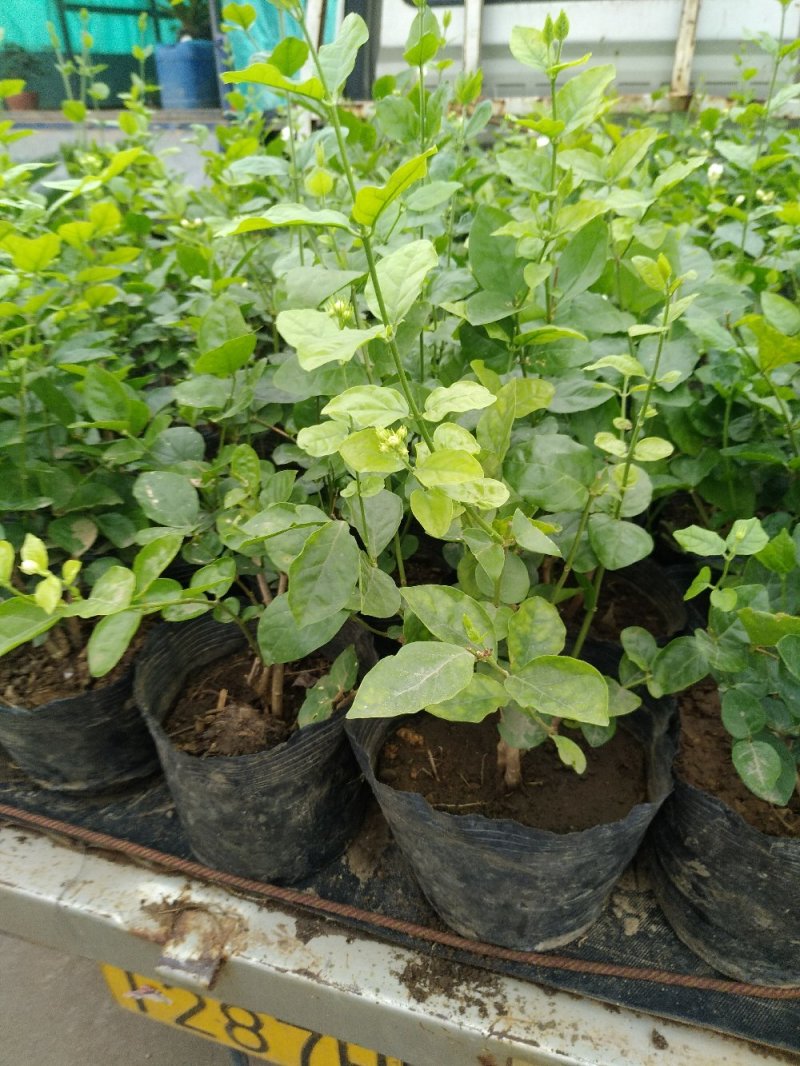 【品质保证】茉莉花盆栽家养净化空气南北适种包成活死苗补发
