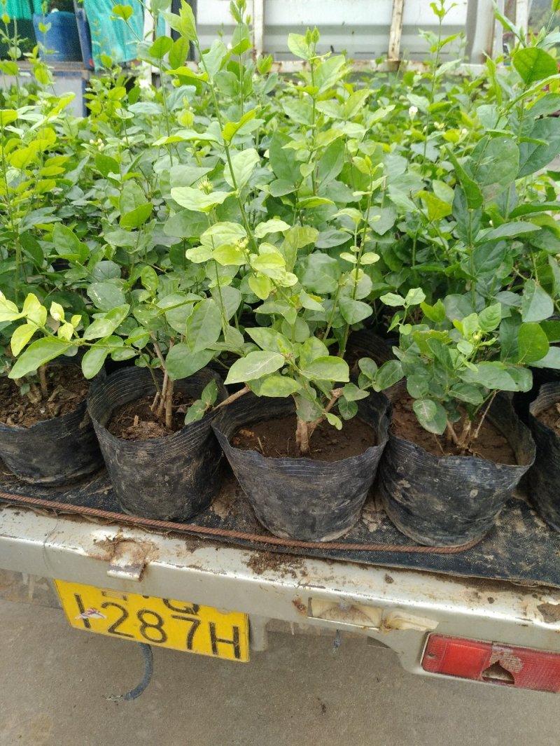 【品质保证】茉莉花盆栽家养净化空气南北适种包成活死苗补发