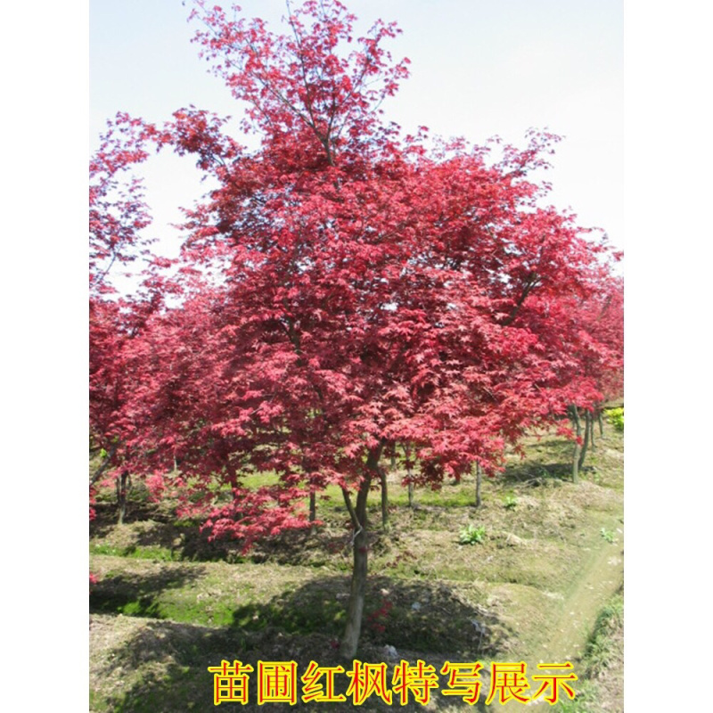 红枫树苗日本红舞姬美国红枫庭院道路绿化室外种植
