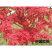 红枫树苗日本红舞姬美国红枫庭院道路绿化室外种植