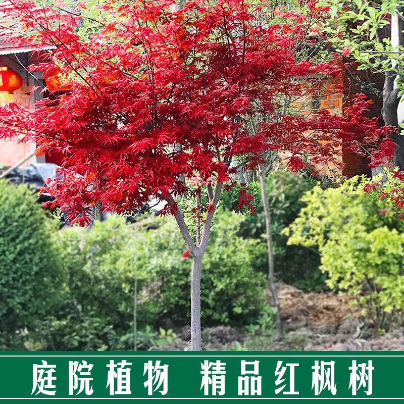 红枫树苗日本红舞姬美国红枫庭院道路绿化室外种植