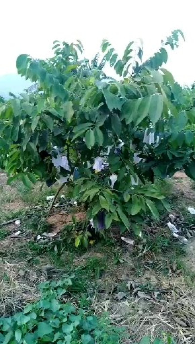 福建凤梨释迦果番荔应季新鲜水果产地直供一件代发顺丰