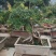 大规格石榴树15－54直径