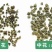吴茱萸中药材吴茱萸无硫无添加经营各种规格中药材