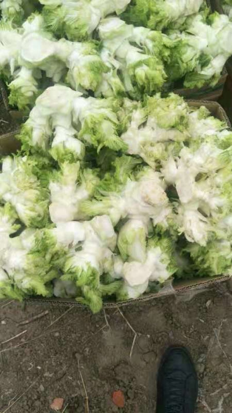 儿菜