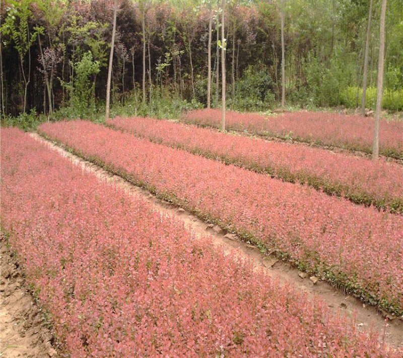 彩色苗木红叶小檗苗，红叶小波基地