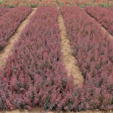 彩色苗木红叶小檗苗，红叶小波基地