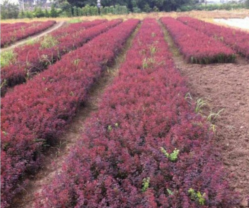 彩色苗木红叶小檗苗，红叶小波基地
