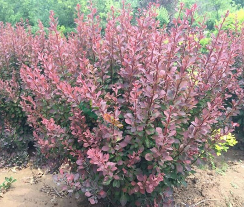 彩色苗木红叶小檗苗，红叶小波基地