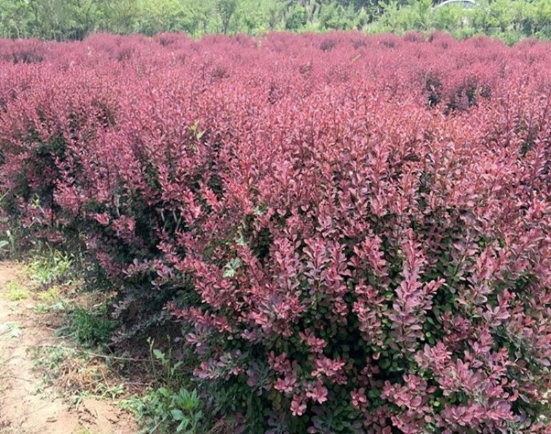 彩色苗木红叶小檗苗，红叶小波基地