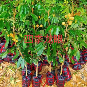 四季龙眼树苗，四季开花结果