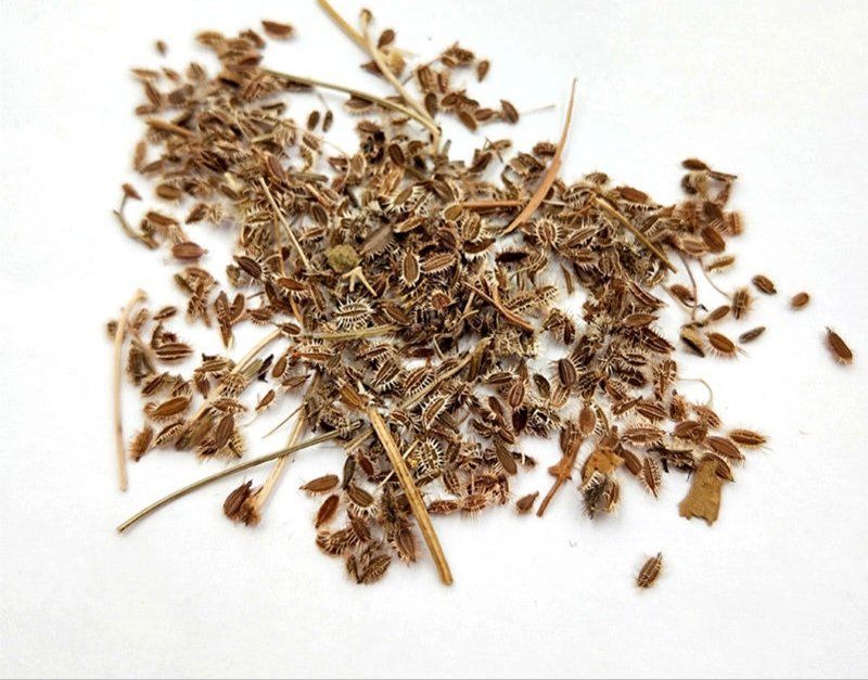 南鹤虱，产地直供，质优价实，品质保证，药典标准道地良药