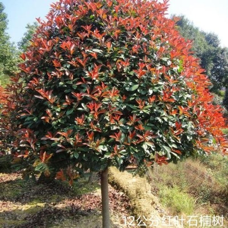 红叶石楠苗庭院小区地栽盆栽篱笆工程绿化