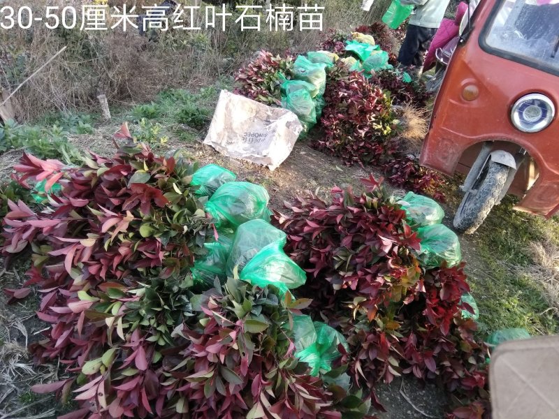 红叶石楠苗庭院小区地栽盆栽篱笆工程绿化
