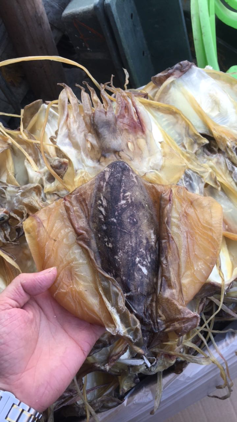 墨鱼目鱼