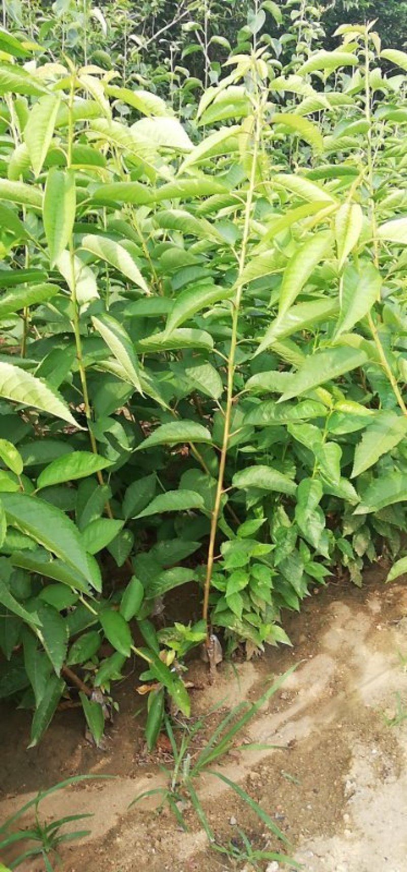 蜂糖李子苗，可实地参观，