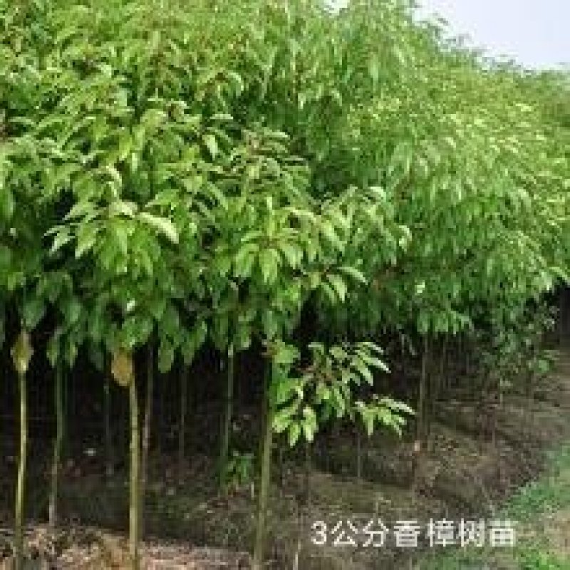 香樟树田栽地栽庭院小区行道征地用苗工程园林绿化
