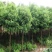 香樟树田栽地栽庭院小区行道征地用苗工程园林绿化