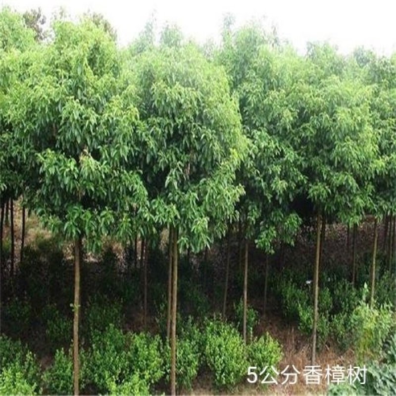 香樟树田栽地栽庭院小区行道征地用苗工程园林绿化