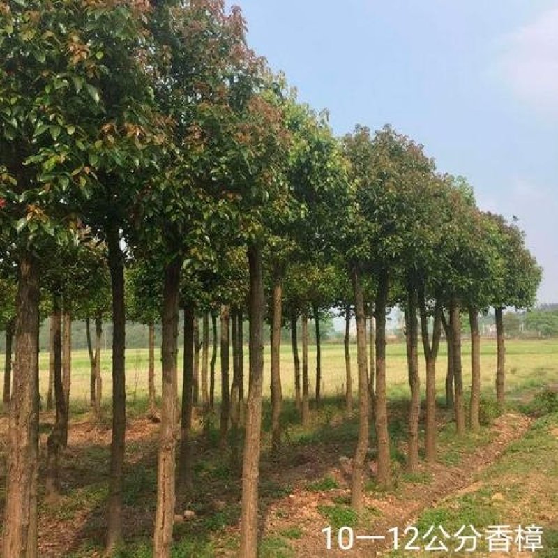 香樟树田栽地栽庭院小区行道征地用苗工程园林绿化