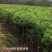 香樟树田栽地栽庭院小区行道征地用苗工程园林绿化