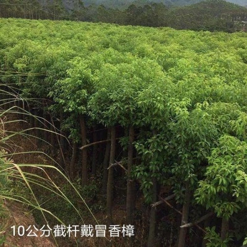 香樟树田栽地栽庭院小区行道征地用苗工程园林绿化