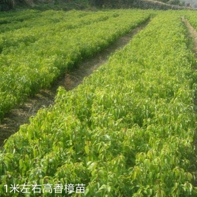 香樟树田栽地栽庭院小区行道征地用苗工程园林绿化
