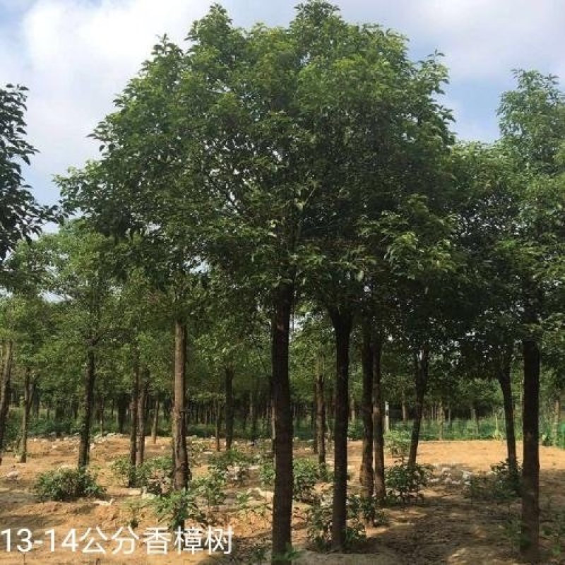 香樟树田栽地栽庭院小区行道征地用苗工程园林绿化
