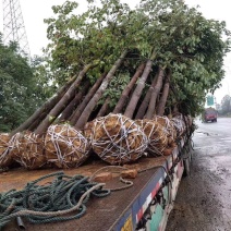 香樟树田栽地栽庭院小区行道征地用苗工程园林绿化