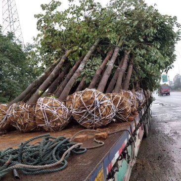 香樟树田栽地栽庭院小区行道征地用苗工程园林绿化