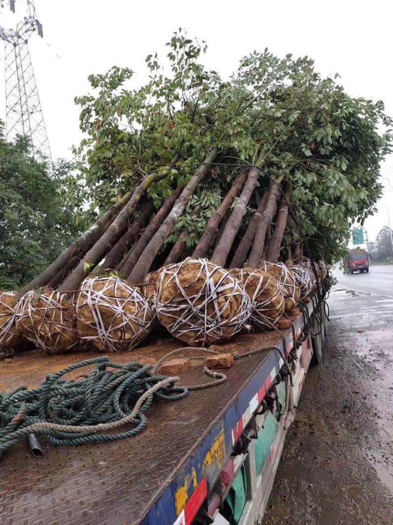 香樟树田栽地栽庭院小区行道征地用苗工程园林绿化