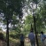 香樟树田栽地栽庭院小区行道征地用苗工程园林绿化