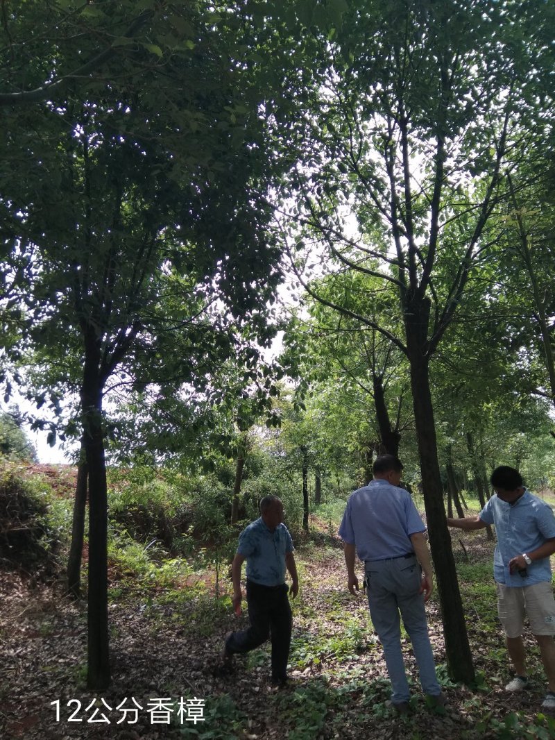香樟树田栽地栽庭院小区行道征地用苗工程园林绿化