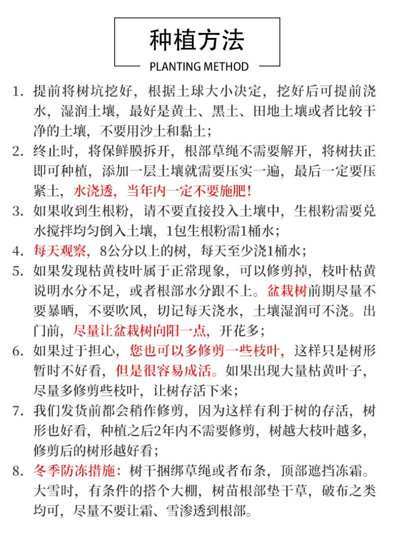 香樟树田栽地栽庭院小区行道征地用苗工程园林绿化